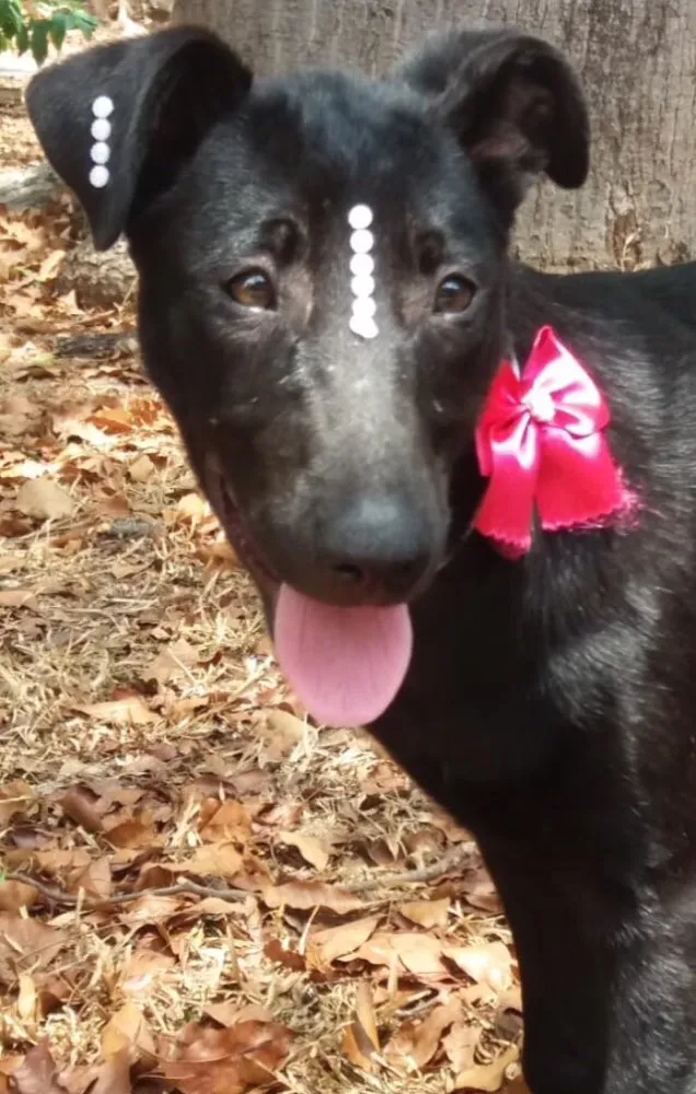 Cachorro ra a SRD idade 2 a 6 meses nome Pérola 