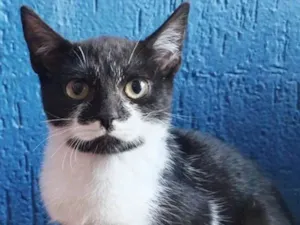 Gato raça SRD idade 2 a 6 meses nome GARDENIA FRAJOLA