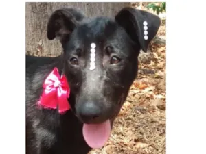 Cachorro raça SRD idade 2 a 6 meses nome Pérola 