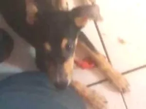 Cachorro raça Vira-lata  idade 2 a 6 meses nome Amora
