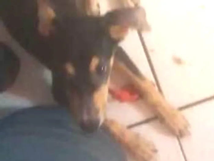 Cachorro ra a Vira-lata  idade 2 a 6 meses nome Amora