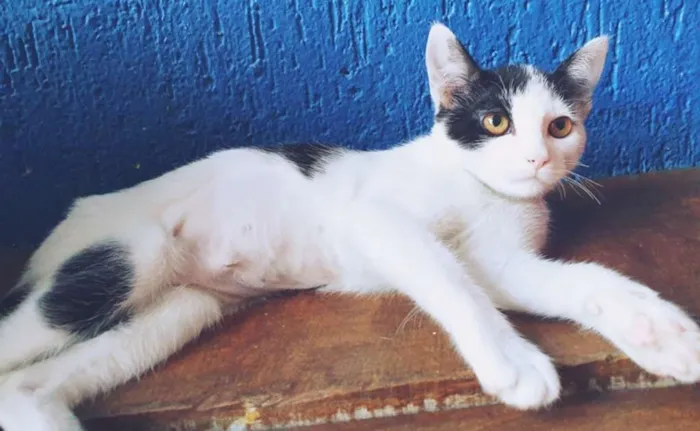Gato ra a SRD idade 2 a 6 meses nome FOFOLETE PRINCESA 