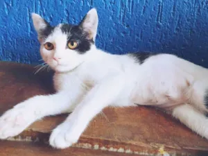 Gato raça SRD idade 2 a 6 meses nome FOFOLETE PRINCESA 