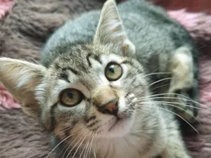 Gato raça SRD idade 2 a 6 meses nome MIRELA TIGRADA