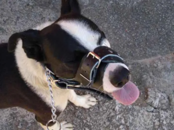 Cachorro ra a misto de pitbull com labrador idade 2 anos nome Marley 