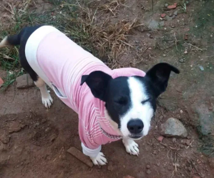 Cachorro ra a misto de pitbull com labrador idade 2 anos nome Marley 