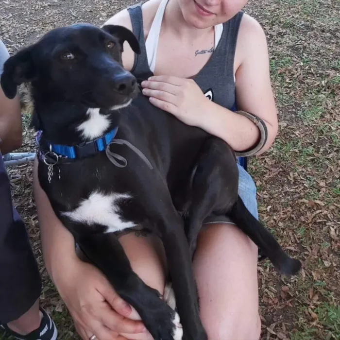 Cachorro ra a srd idade 2 anos nome Congo