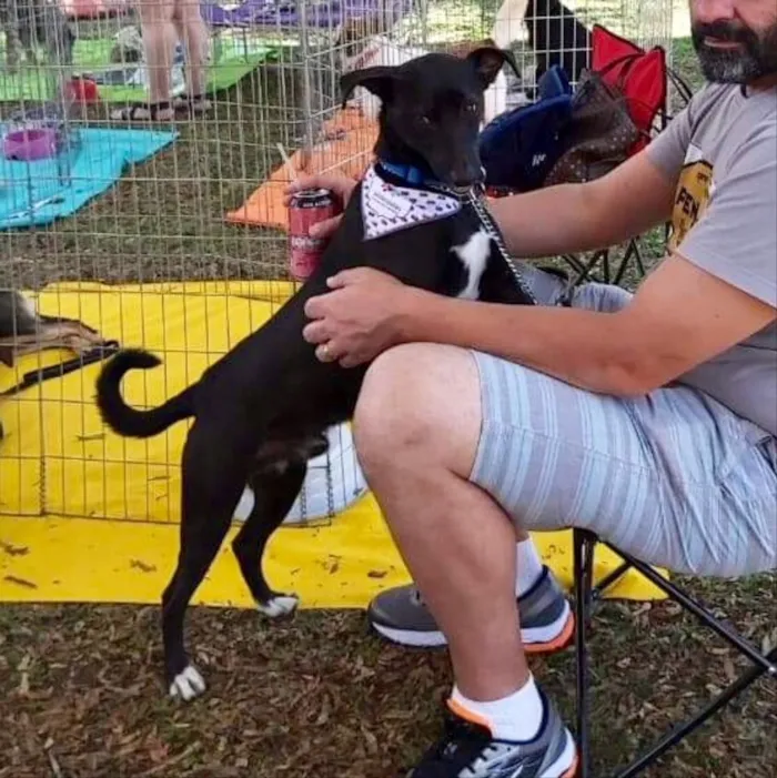 Cachorro ra a srd idade 2 anos nome Congo