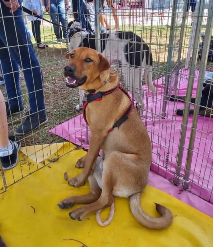 Cachorro ra a srd idade 1 ano nome Aramis