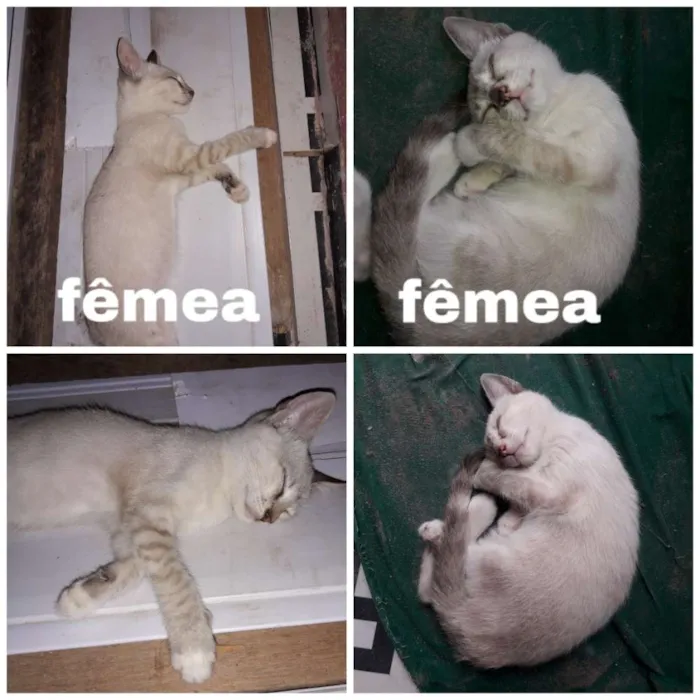 Gato ra a Siamês  idade 2 a 6 meses nome Nina e clara