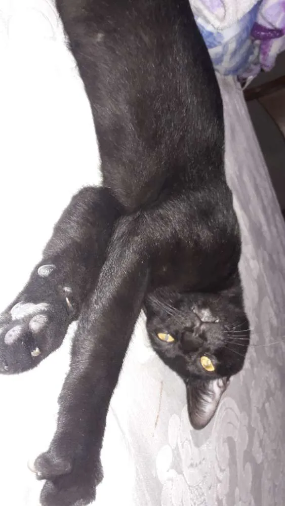 Gato ra a Vira lata idade 1 ano nome Pretinho 