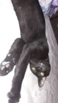Pretinho