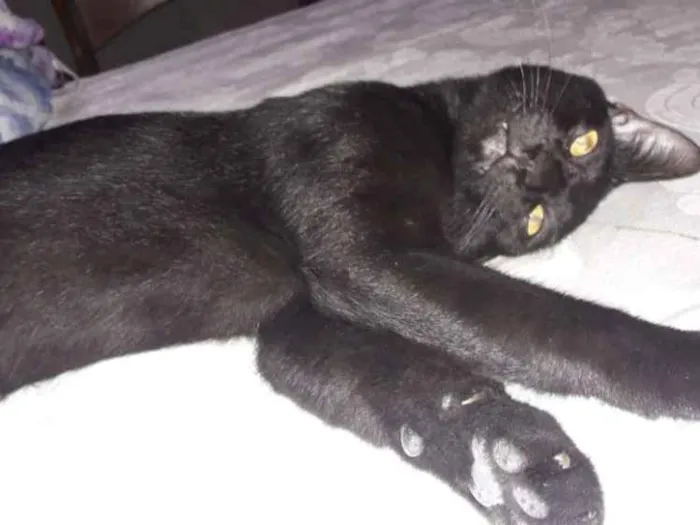 Gato ra a Vira lata idade 1 ano nome Pretinho 