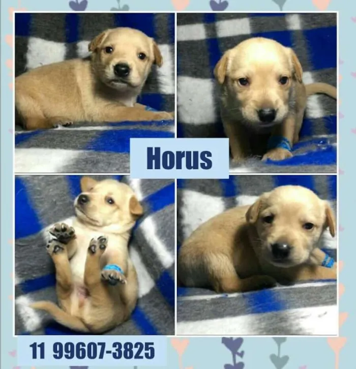 Cachorro ra a srd idade Abaixo de 2 meses nome Horus
