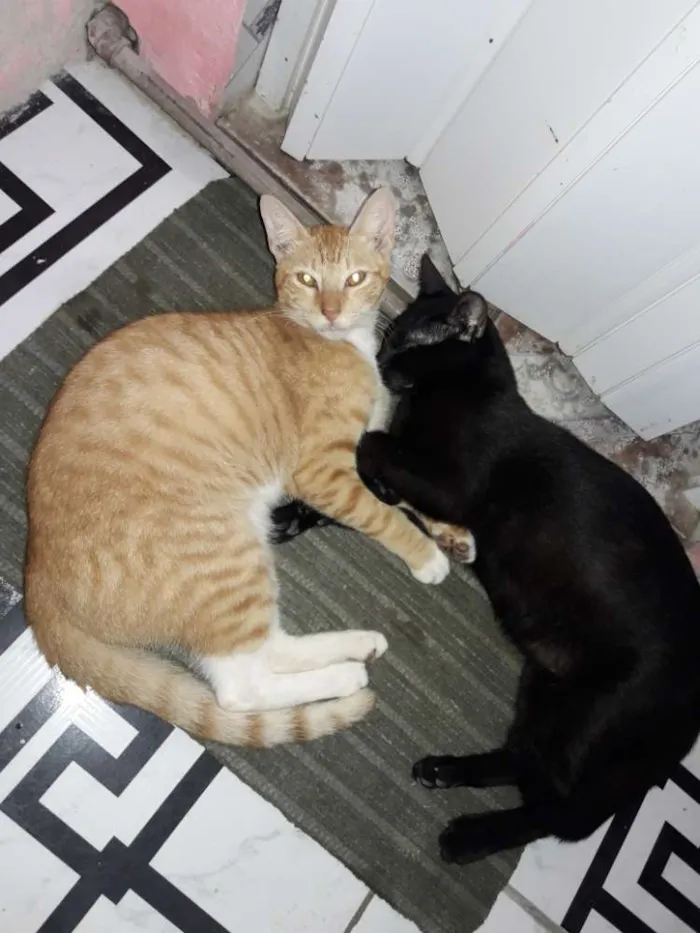 Gato ra a Vira latas idade 1 ano nome Gilmar e pretinho 