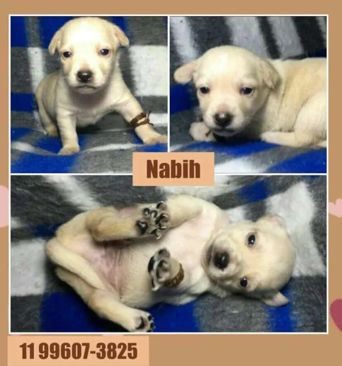Cachorro ra a srd idade Abaixo de 2 meses nome Nabih