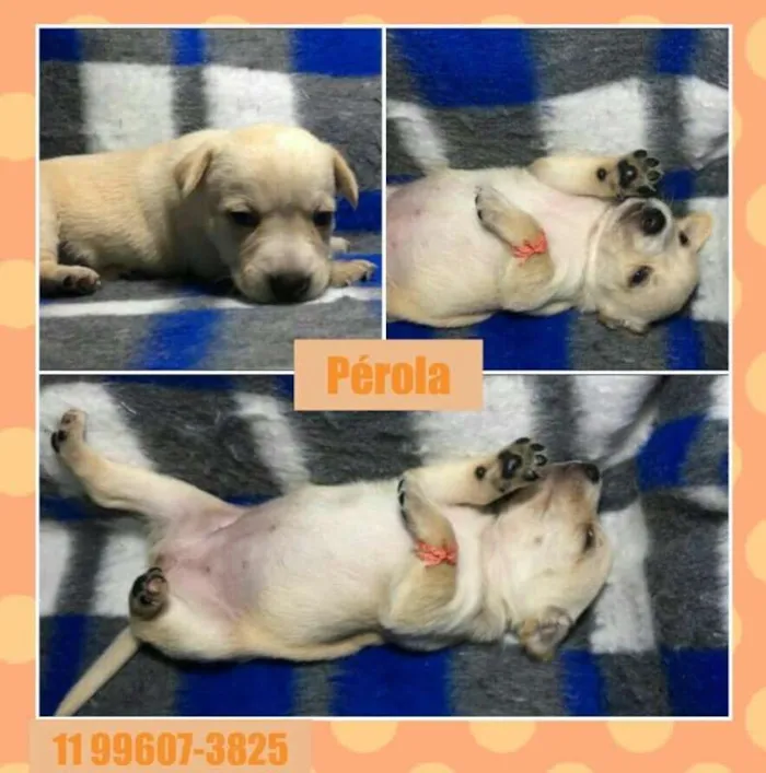 Cachorro ra a srd idade Abaixo de 2 meses nome Pérola