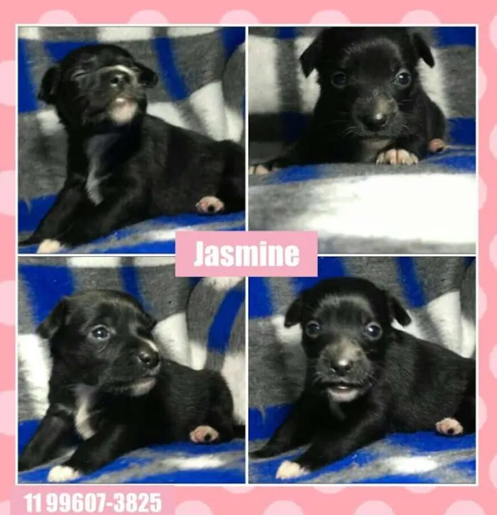 Cachorro ra a SRD idade Abaixo de 2 meses nome JASMINE