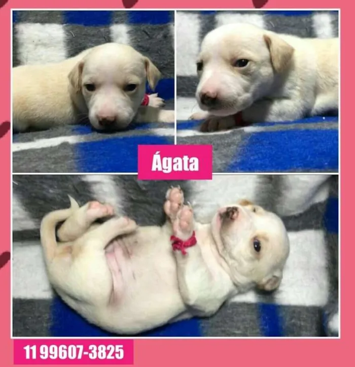 Cachorro ra a SRD idade Abaixo de 2 meses nome AGATA