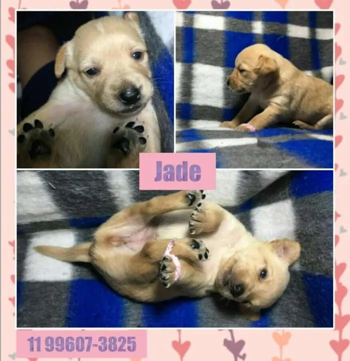 Cachorro ra a SRD idade Abaixo de 2 meses nome JADE