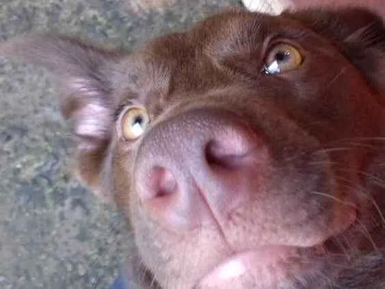 Cachorro ra a Mestiço de labrador  idade 2 anos nome Max 