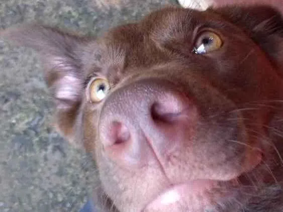 Cachorro ra a Mestiço de labrador  idade 2 anos nome Max 