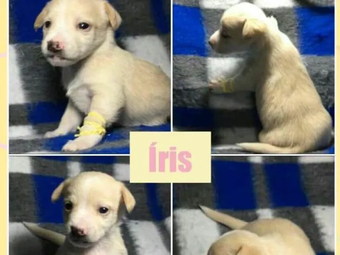 Cachorro ra a SRD idade Abaixo de 2 meses nome ÍRIS