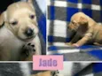 JADE