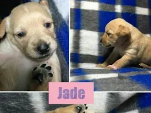 Cachorro raça SRD idade Abaixo de 2 meses nome JADE
