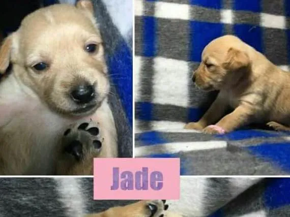 Cachorro ra a SRD idade Abaixo de 2 meses nome JADE