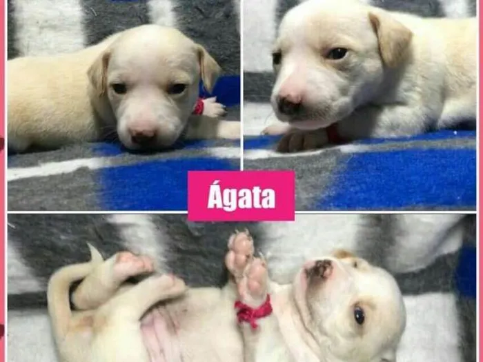 Cachorro ra a SRD idade Abaixo de 2 meses nome AGATA