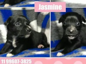Cachorro raça SRD idade Abaixo de 2 meses nome JASMINE