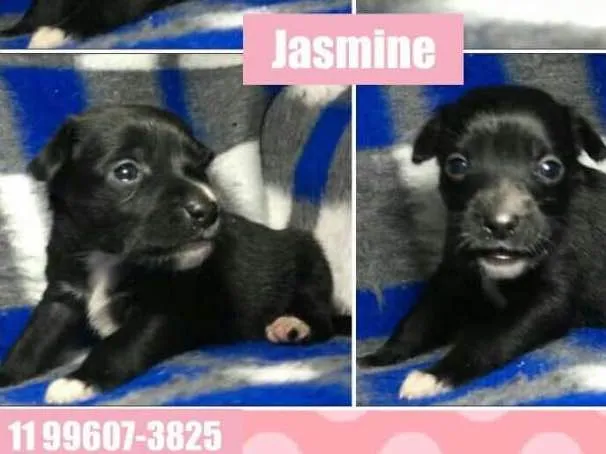 Cachorro ra a SRD idade Abaixo de 2 meses nome JASMINE