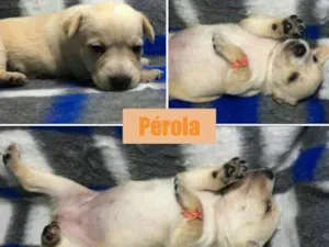 Cachorro raça srd idade Abaixo de 2 meses nome Pérola