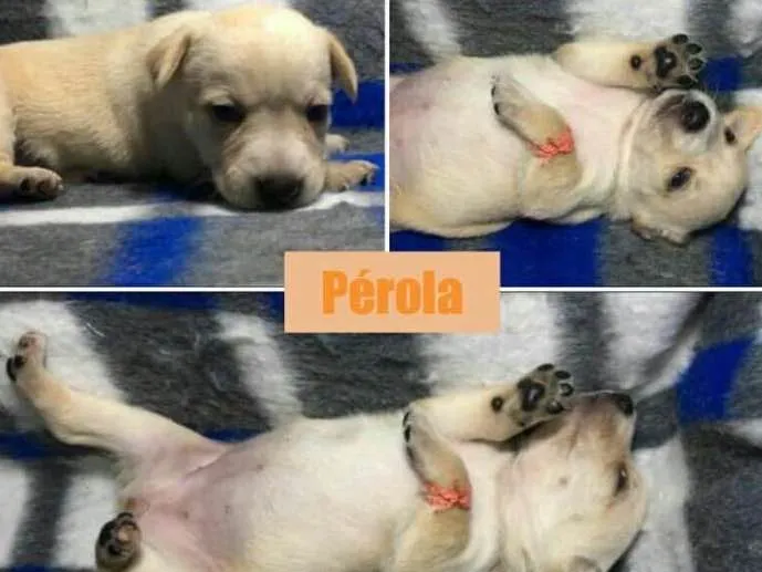 Cachorro ra a srd idade Abaixo de 2 meses nome Pérola