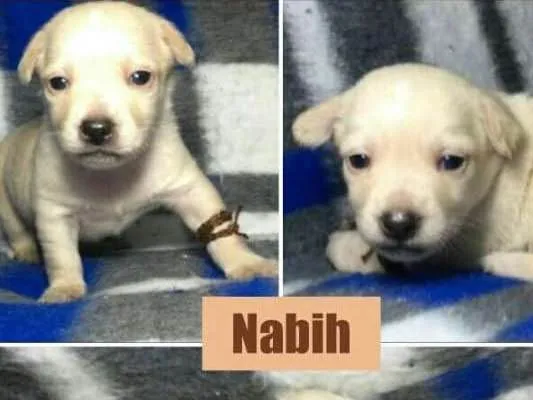 Cachorro ra a srd idade Abaixo de 2 meses nome Nabih