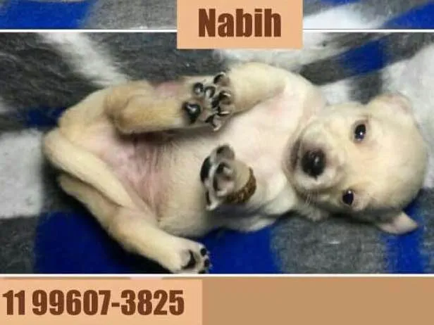 Cachorro ra a srd idade Abaixo de 2 meses nome Nabih