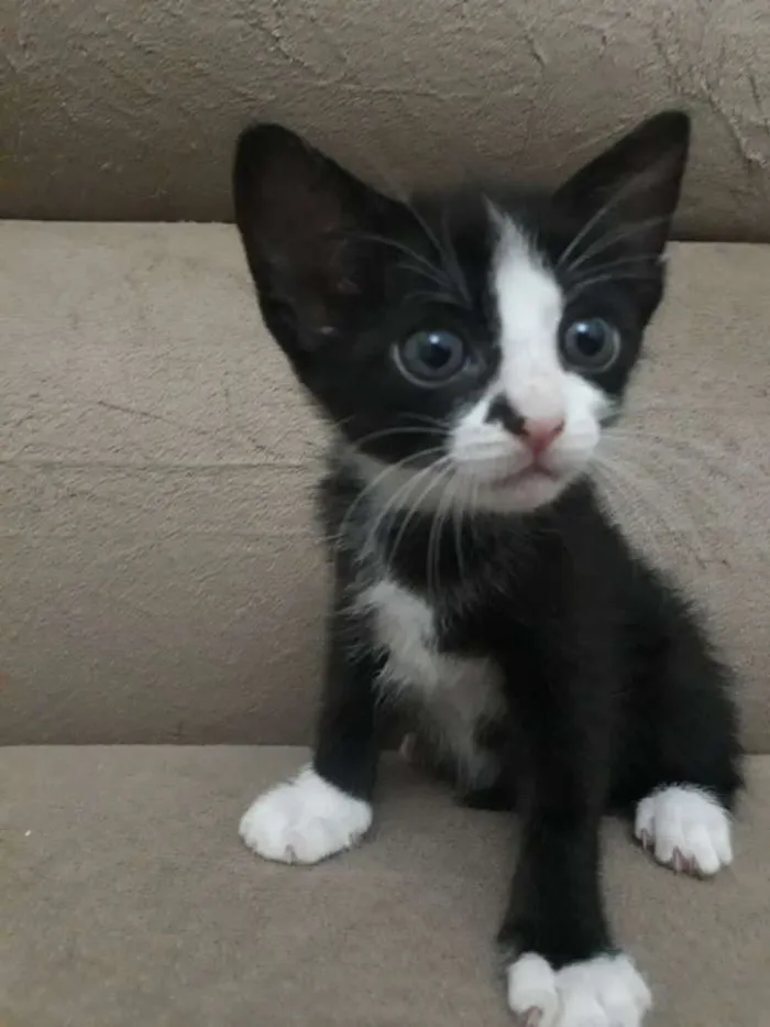 Gato raça  idade Abaixo de 2 meses nome Rutinha