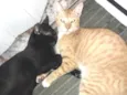 Gilmar e pretinho 