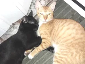 Gato raça Vira latas idade 1 ano nome Gilmar e pretinho 