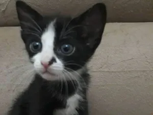 Gato raça  idade Abaixo de 2 meses nome Rutinha