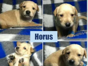 Cachorro raça srd idade Abaixo de 2 meses nome Horus