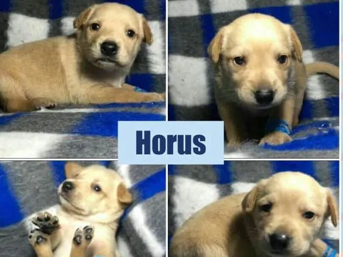 Cachorro ra a srd idade Abaixo de 2 meses nome Horus