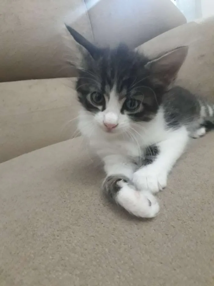 Gato raça  idade Abaixo de 2 meses nome Félix 