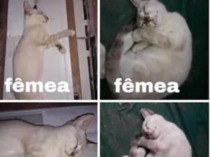 Gato raça Siamês  idade 2 a 6 meses nome Nina e clara