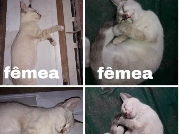 Gato ra a Siamês  idade 2 a 6 meses nome Nina e clara