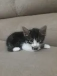 Félix 