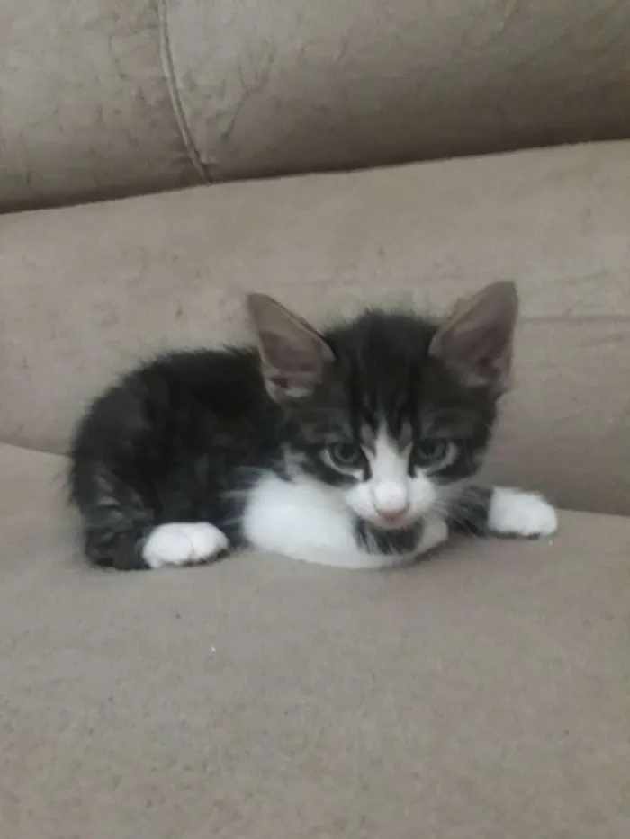 Gato raça  idade Abaixo de 2 meses nome Félix 