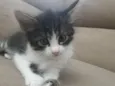 Félix 