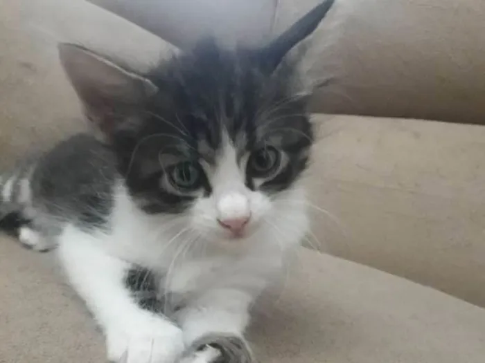 Gato raça  idade Abaixo de 2 meses nome Félix 